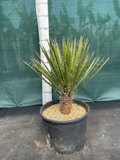 Yucca potosina  20 Litre 80cm