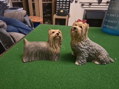 Castagna yorkshire terrier - castagna,