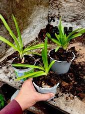 Young agapanthus plants giant - young,