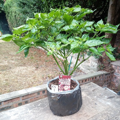 Trinidad moruga scorpion - trinidad,