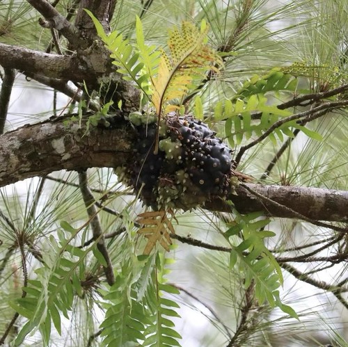 Lecanopteris ant fern - sp.,