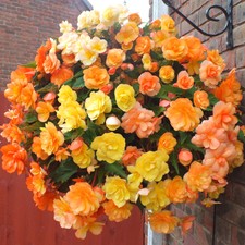 Begonia Apricot Fiery Shades