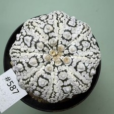 Rare Plant Astrophytum