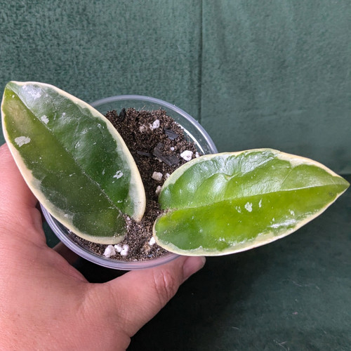 Hoya carnosa krimson queen - hoya, 'krimson