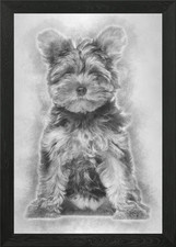 Yorkshire Terrier puppy 3