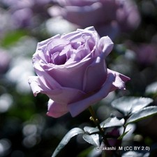 Blue Moon - Hybrid Tea Rose