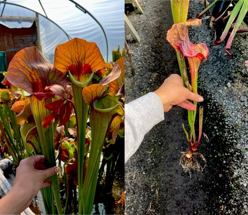 Sarracenia asbo giant - asbo, x