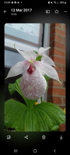 Cypripedium formosanum orchid - formosanum,