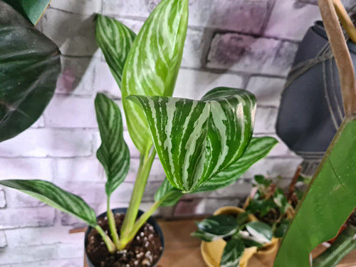 Aglaonema stripes variegated - aglaonema,