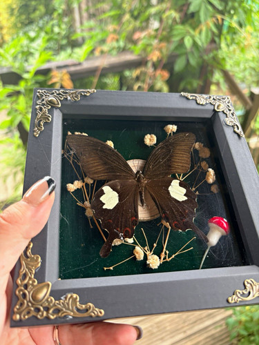 Mounted butterfly taxidermy - butterfly,
