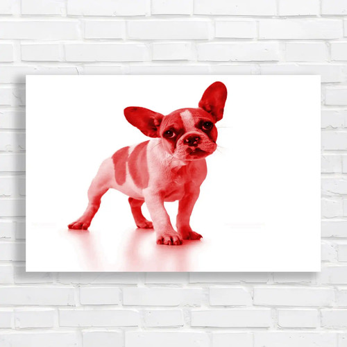 Adorable french bulldog puppy - bulldog,