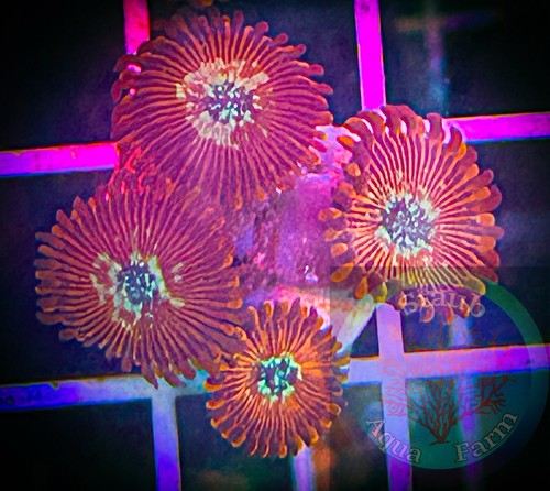 Saf magician zoanthid - saf~magician,