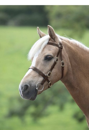 Shires velociti gara plain - gara,