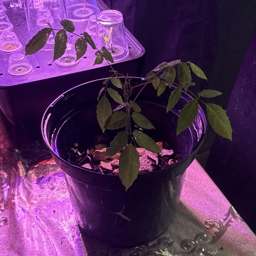 Wisteria climbing potted plant - potted,
