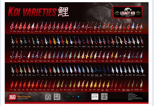 Koi variety japanese - variety, poster