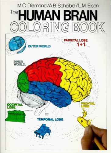 The human brain coloring - brain, book