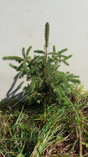 Ten fast growing norway - (10),