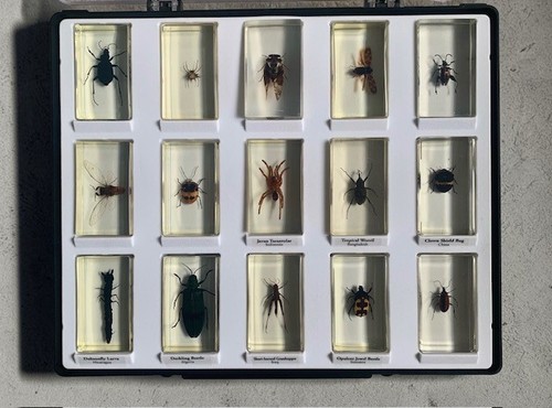 Complete deagostini real bugs - deagostini,