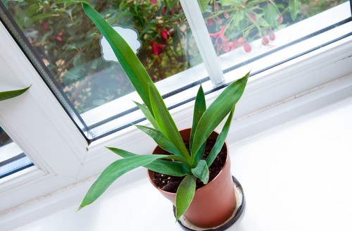 Yucca gigantea spineless young - yucca,