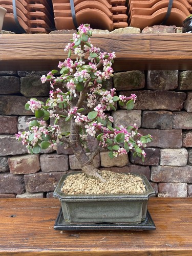 Portulacaria afra elephant - portulacaria,