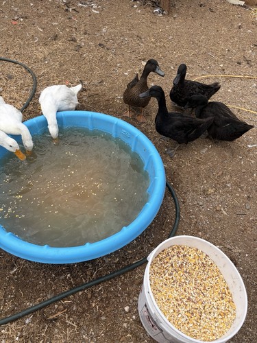Duck hatching eggs - , 6+1