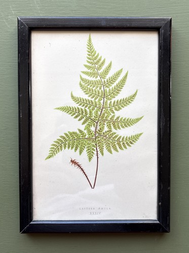 Antique 1857 framed lastrea - antique,