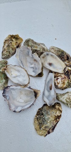 Natural oyster shells - ,