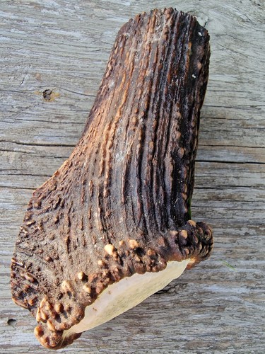 Red deer - red,