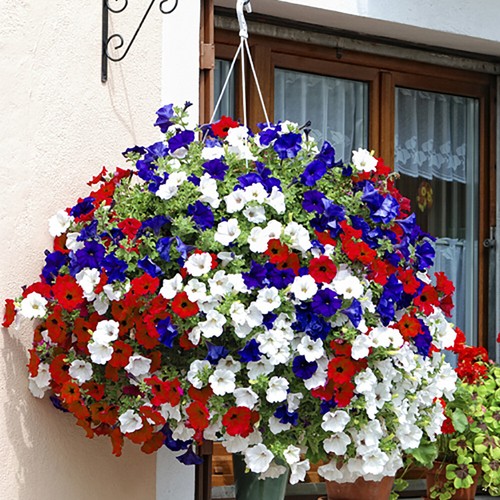 Pre planted petunia - pre-planted,