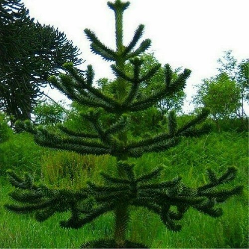 Premium monkey puzzle tree - premium, –