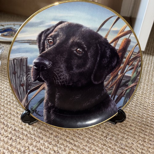 Black labrador heirloom - black, labrador,