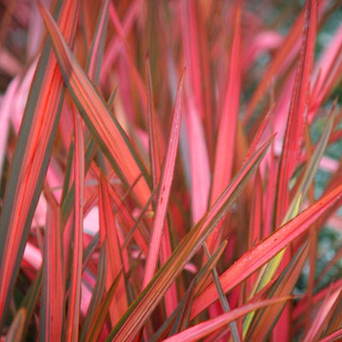 Phormium maori sunrise - phormium, sunrise'