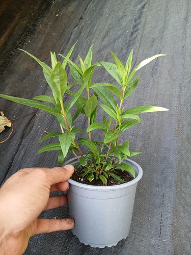 Yes two penstemon pensham - yes,