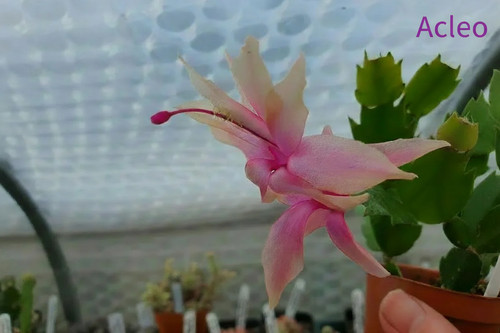 Schlumbergera truncata false - truncata, (false