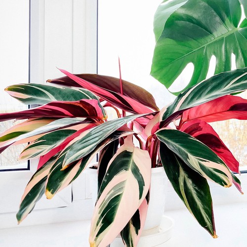 Stromanthe sanguinea triostar - stromanthe,