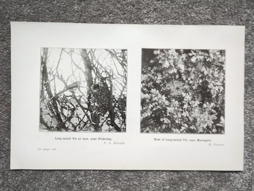 Long tailed tit nests - tailed,
