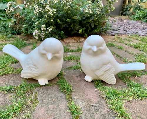 Pair love bird - bird, dove