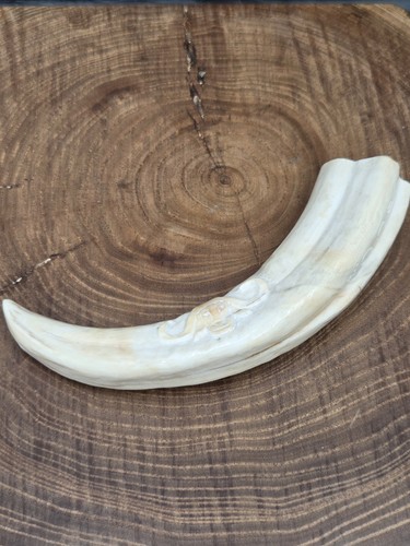 Warthog tusk carved african - carved,