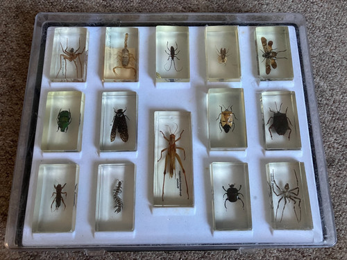 Bugs insects resin - bugs,