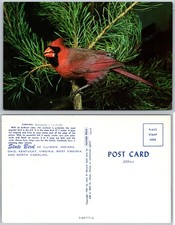 Cardinal Bird Postcard