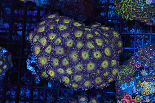 Yellow purple zoanthid rock - zoanthid,