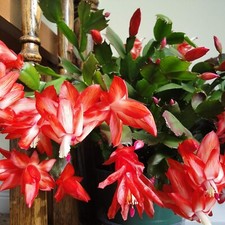 Christmas cactus red - christmas,