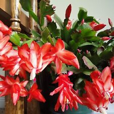 Christmas Cactus Red Indoor Plant in 10cm Pot - Schlumbergera Cacti Houseplant