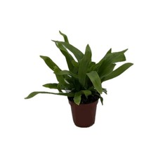 Asplenium nidus Birds Nest Fern 6cm Live Tropical Terrarium Plant Easy fern hous