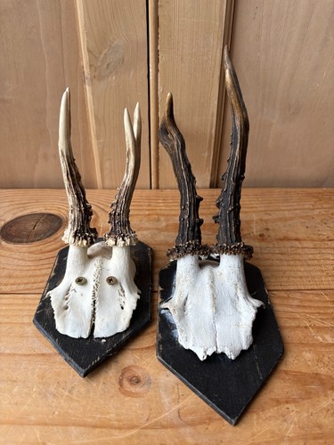 Sets roe deer buck - 2x,