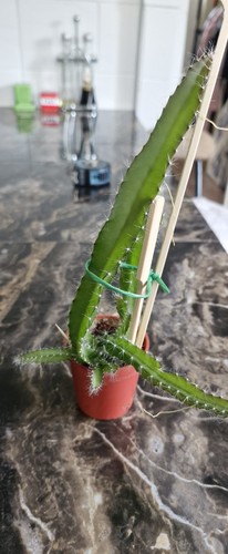 Bare rooted dragon fruit - rooted,