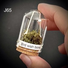 Pigeon Wishbone Curio Glass