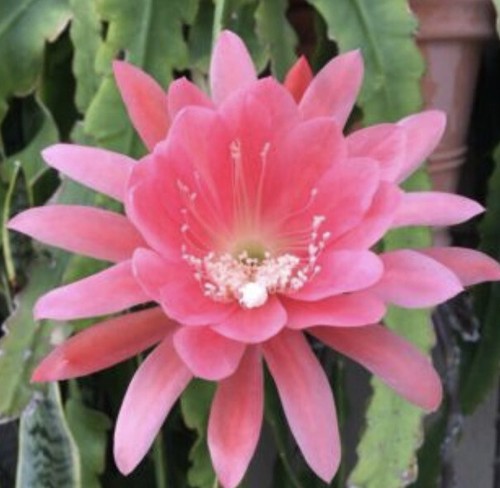 Epiphyllum orchid pink cactus - orchid,