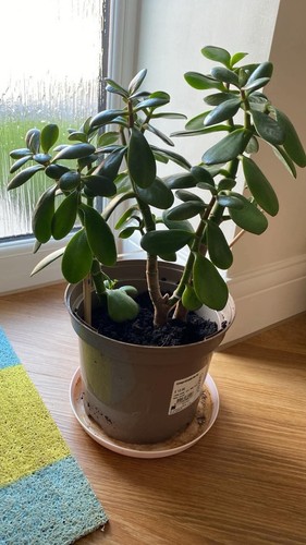 Jade plant money tree - jade,
