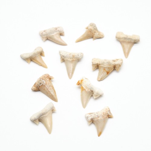 Genuine shark tooth otudus - genuine,